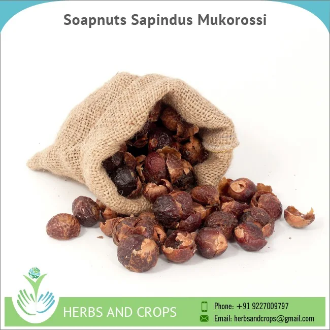 Soapnuts.jpg