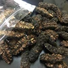 VIETNAMESE DRIED NONI FRUIT HIGH QUALITY BEST PRICE +84765149122