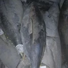 Skipjack / Yellowfin Tuna - Offer - CANNERY INDUSTRY