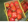 /product-detail/sweet-pepper-fresh-cherry-peppers-fresh-capsicum-50039154722.html
