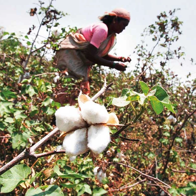 
Purchase Bulk Cotton Seeds form us at Good prices 