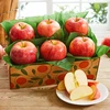 Hot Sale New Crop Sweet Juicy Fresh Red FUJI Apple