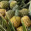 All Size Canned Pineapple /canned fruit