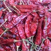 S17/Teja Whole chilli price per kg in India