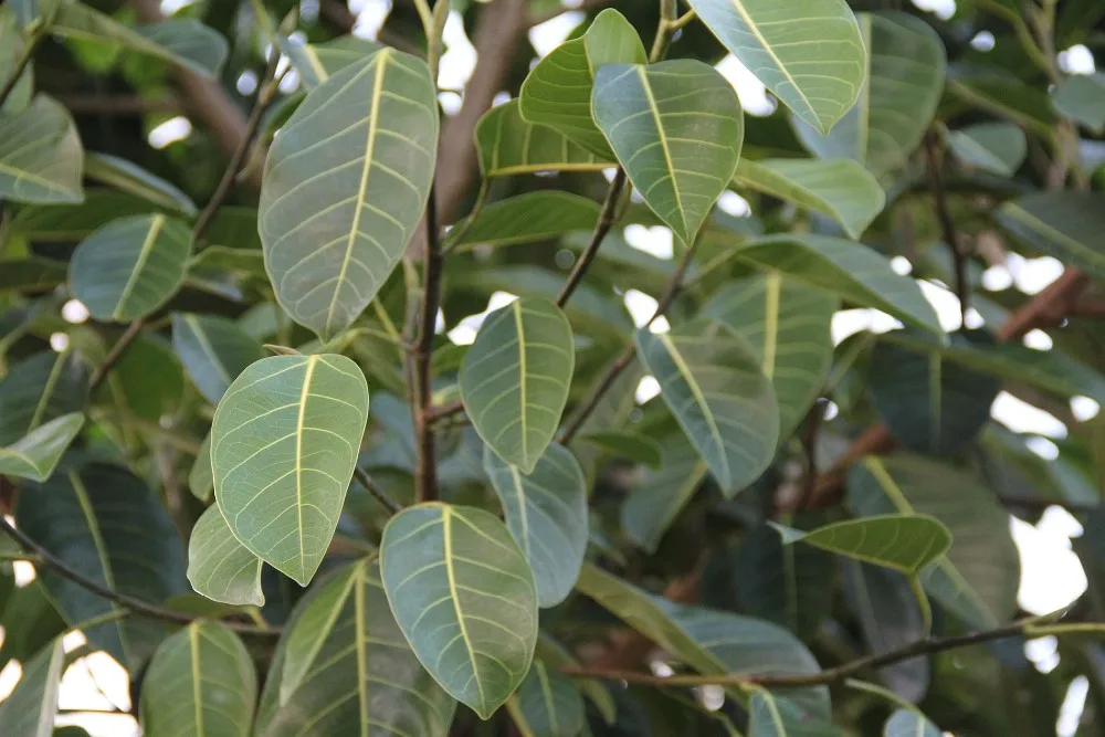 Ficus Benghalensis Banyan Banian Tree Seeds - Buy Ficus Benghalensis ...