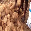 Indian Fresh Matured Semi Husked coconuts
