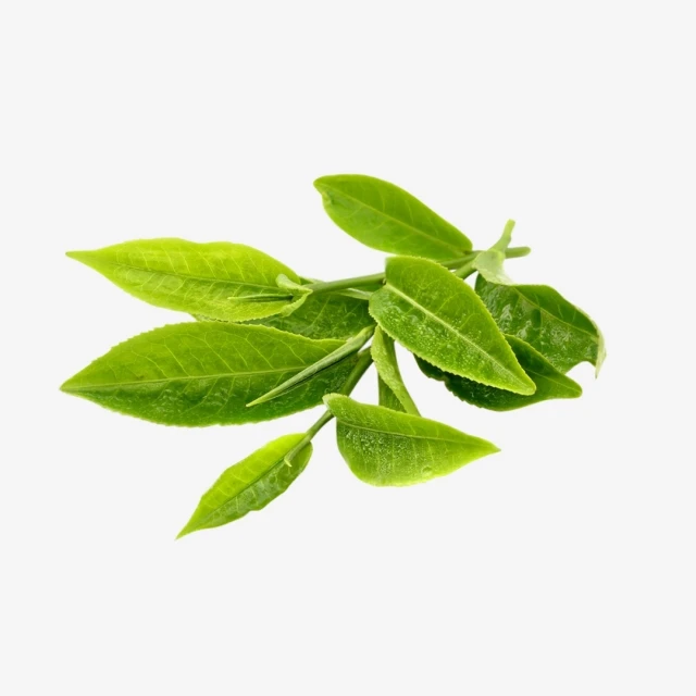 green tea new.jpg