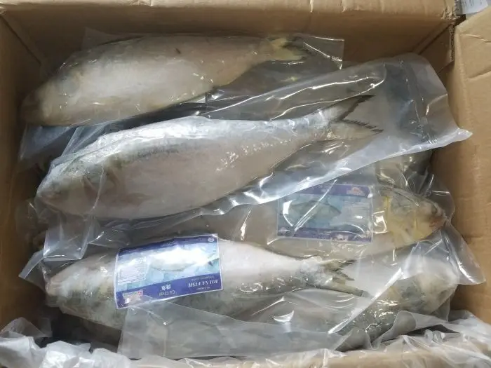 最好的冷冻 hilsha 鱼