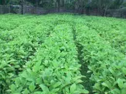 radish plants.jpg
