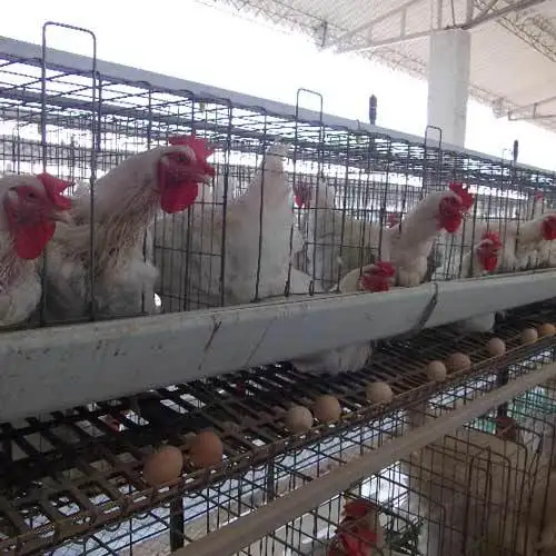 hatching eggs ross 308 and cobb 500