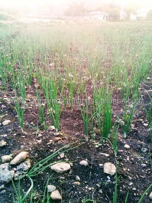 onion seeds farm red.jpg