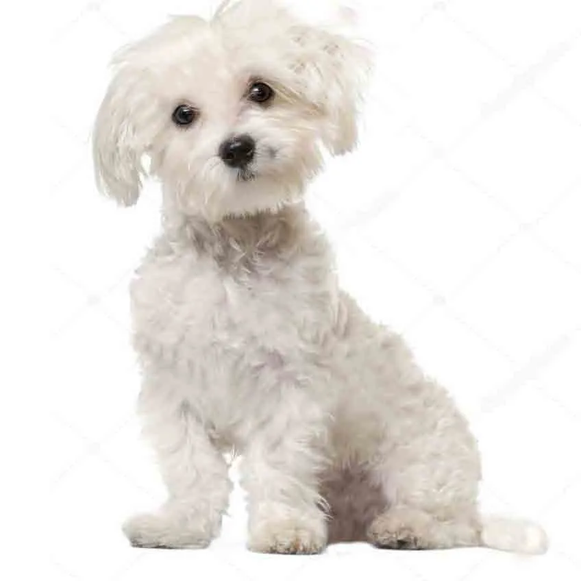 toy dog breeds for sale near me