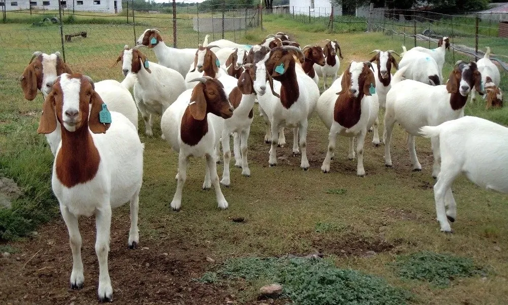 100 Pure Blood Boar Goats For Sale Buy Live Goat For Sale,Boer Goats