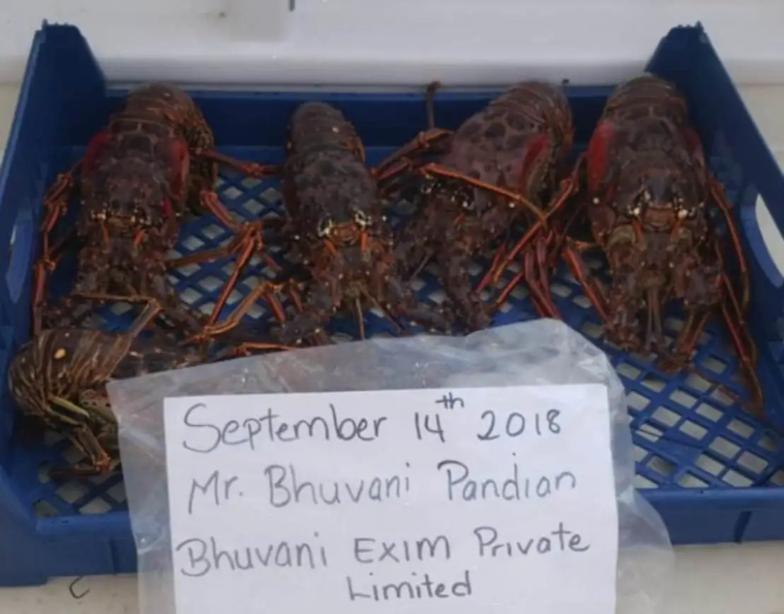 Live Caribbean Spiny Lobsters/seafood! Buy Lobsters,Live Spiny