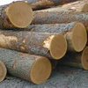 28+ cm Cherry Saw Logs from Romania