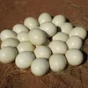 Ostrich chicks, ostrich Hatching eggs, blown ostrich egg shells and Feathers