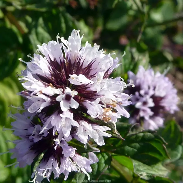 bergamot mint oil pure and 100% natural essential oil