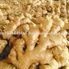 FRESH GINGER 100 -250 GRAM ( Whatssap/ viber/ kakaotalk/ line: 0084 989 322 607)