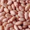 peanut raw organic peanuts ground nut in shell roasted peanut in shell