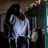 Iconic Stable Sheet