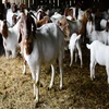 Saanen Goats / Boer Goats 100% Healthy with All Certificates
