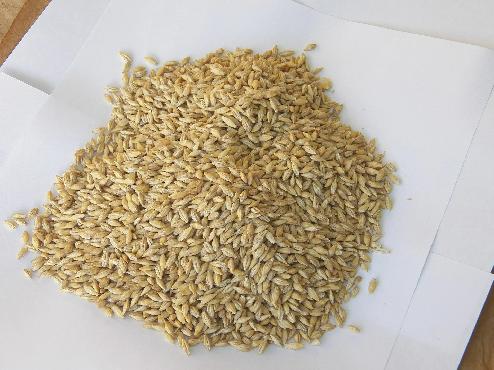 顶级大麦种子/动物饲料大麦/散装大麦谷物