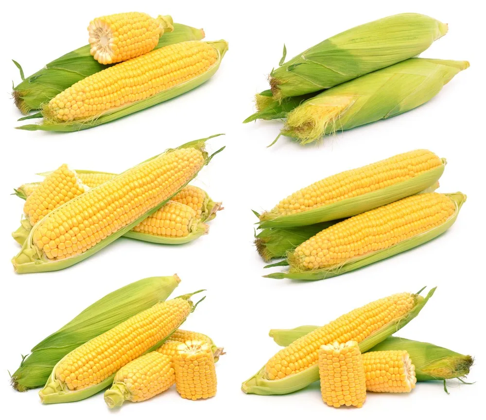 最好的甜玉米泰国特级出口新鲜/冷冻