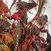 Red Crayfish