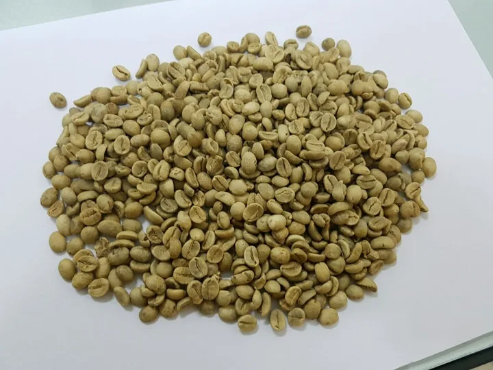 chicco di caffè verde indiano