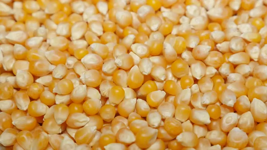 corn1.jpg