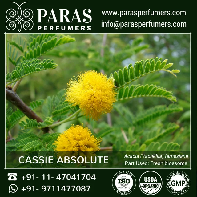 cassie absolute oil | acacia farnesiana , pure natural at bulk
