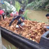 semi-husked fresh matured coconut