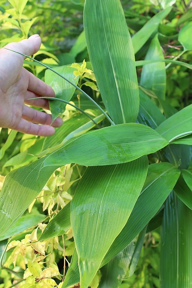 fresh bamboo leaves vacuum pack nicest looking high quality