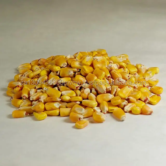 corn 1.jpg