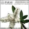 Niaouli Oil , Pure Natural at bulk wholesale price
