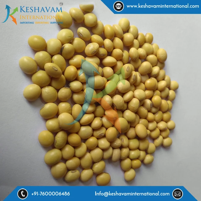 Wholesale Supplier Of Soybean Seed In India/ Bulk Soybean Seed For Sale