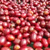 El Salvador coffee beans type Pacamara - Pacas x Maragogype