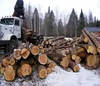 Spruce Logs at discount prices for best order