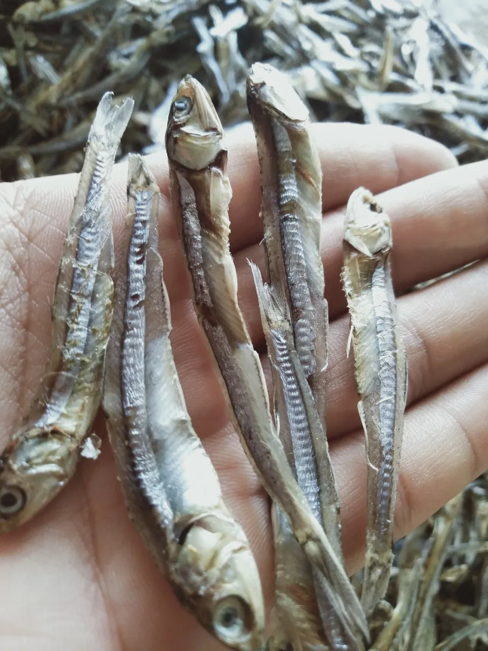 dried anchovy sprats 1