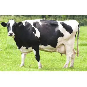 Cattle Cow For Sale Wholesale Suppliers Alibaba