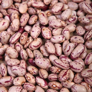 
Light Speckled Kidney beans 