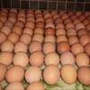 /product-detail/top-quality-organic-fresh-chicken-table-eggs-fertilized-hatching-eggs-white-and-brown-eggs-50040422466.html