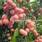 The Multi Vitamin of Fresh Lychee from Viet SeaFarm