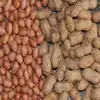 Price of Peanut Raw in Shell/Kernels/Blanched Peanuts