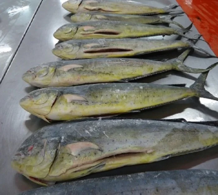 Best Seller Frozen Dolphin Mahi Mahi Fish For Making Fillet Buy Frozen Barracuda Fish,Frozen