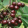 High quality cherries fruit supplier ....