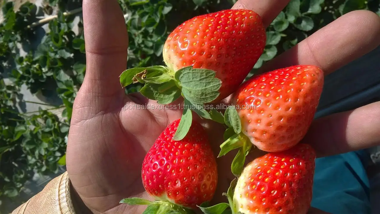 strawberry 1