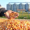 Top High Quality Natural Yellow Dried Corn Supplier