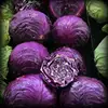 Cabbage White/ Red good grade