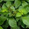 Patchouli (Standard Quality)